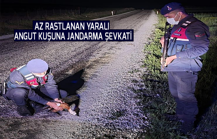 Az rastlanan yaralı Angut kuşuna jandarma şevkati
