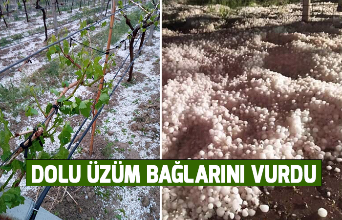 Dolu üzüm bağlarını vurdu