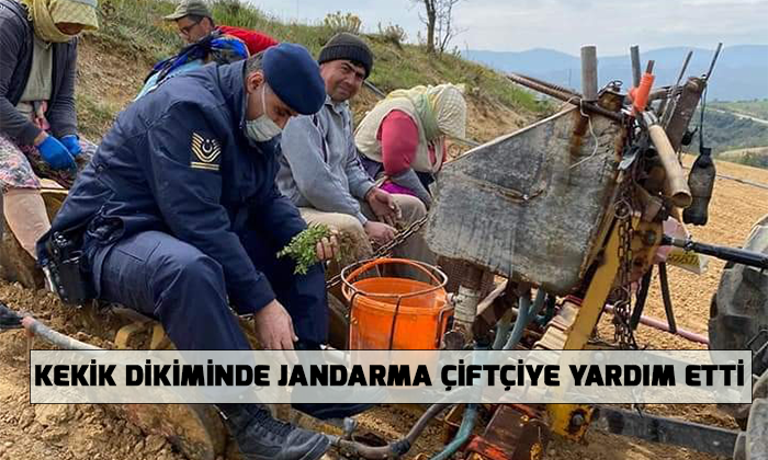 Kekik dikiminde jandarma çiftçiye yardım etti