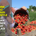 Kendine özgü aroması ve rengiyle ünlü Buldan çileğinde hasat başladı