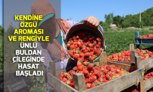 Kendine özgü aroması ve rengiyle ünlü Buldan çileğinde hasat başladı