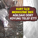 Kurt ilçe merkezine indi, ağıldaki dört koyunu telef etti