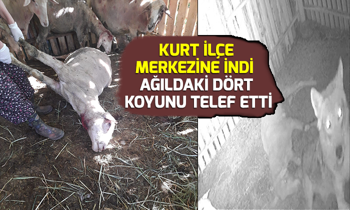 Kurt ilçe merkezine indi, ağıldaki dört koyunu telef etti