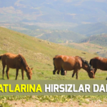 Yılkı atlarına hırsızlar dadandı