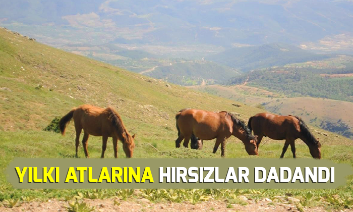 Yılkı atlarına hırsızlar dadandı