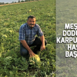 Meşhur Dodurga karpuzunda hasat başladı