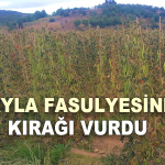 Yayla fasulyesine kırağı vurdu