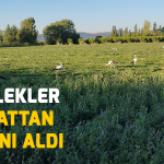 Leylekler hasattan payını aldı