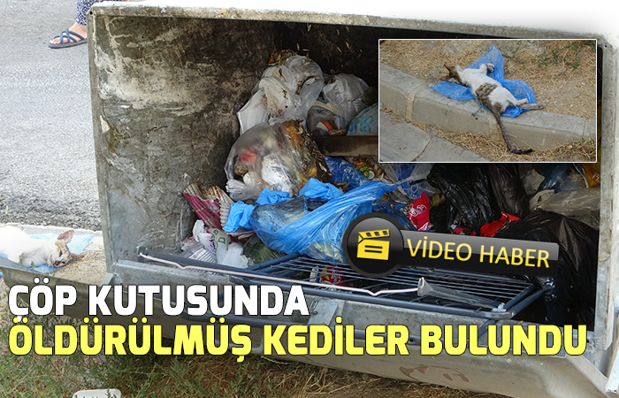 Çöp kutusunda öldürülmüş kediler bulundu