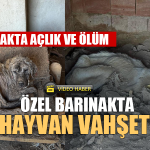 Denizli’de özel barınakta hayvan vahşeti