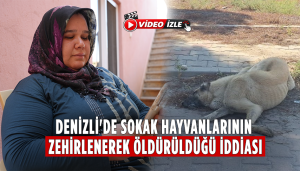 Denizli’de Sokak Hayvanları Zehirlendi İddiası