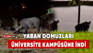 Yaban-Domuzları-Üniversite-Kampüsüne-İndi