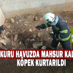 Buldan'da Havuzda Mahsur Kalan Av Köpeği Kurtarıldı