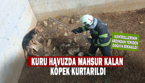 Kuru havuzda mahsur kalan köpek kurtarıldı