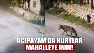 Acıpayam’da Kurtlar Mahalleye İndi