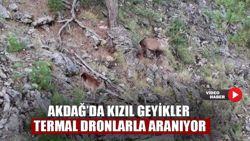 Akdağ’da Kızıl Geyikler Termal Dronlarla Aranıyor