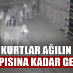 Kurtlar Ağılın Kapısına Kadar Geldi